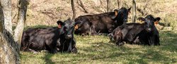 agri_lgp_cattlechatpic