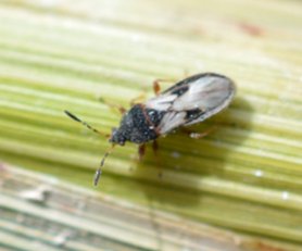 agri_lgp_campbellcolumnpic