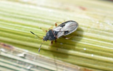 agri_lgp_campbellcolumnpic