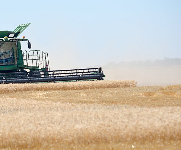 wheat harvest