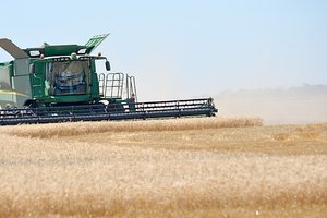 wheat harvest