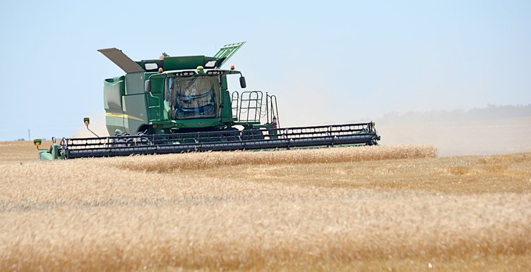 wheat harvest