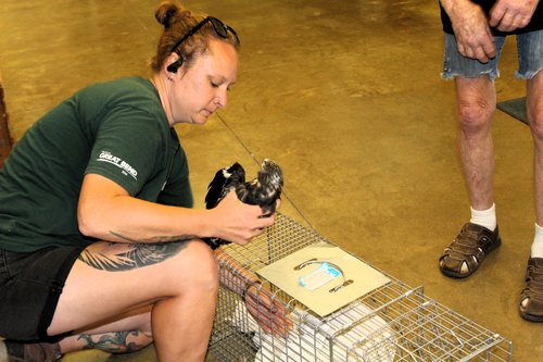Rehabilitation Mississippi Kite