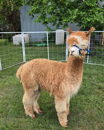 new_lgp_heartlandfarmspic