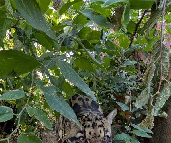 Ping the Clouded Leopard