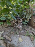 Ping the Clouded Leopard