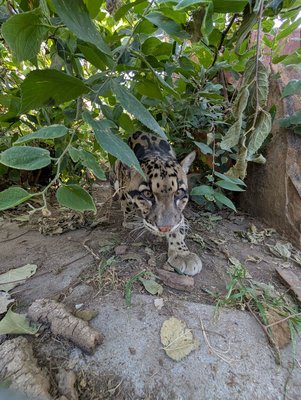 Ping the Clouded Leopard