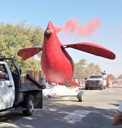 smoking cardinal