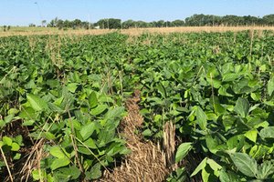 agri_lgp_campbellcolumnpic