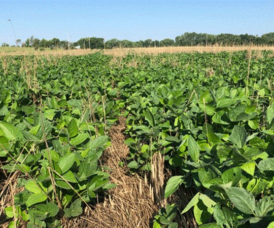 agri_lgp_campbellcolumnpic