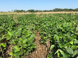 agri_lgp_campbellcolumnpic