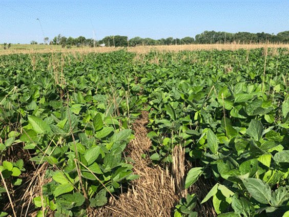 agri_lgp_campbellcolumnpic